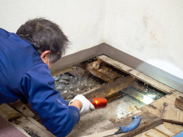 Best Black Mold Removal  in New Hartford Center, CT