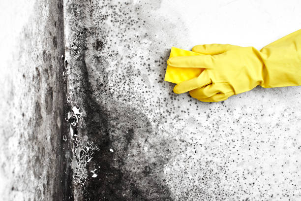 Best Commercial Mold Removal  in New Hartford Center, CT