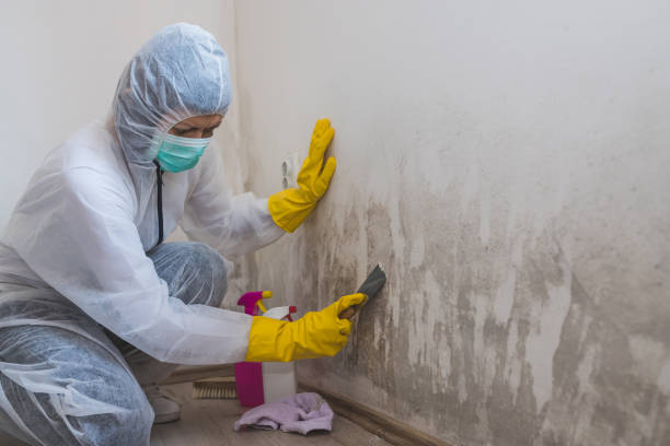 Best Mold Removal Company Near Me  in New Hartford Center, CT