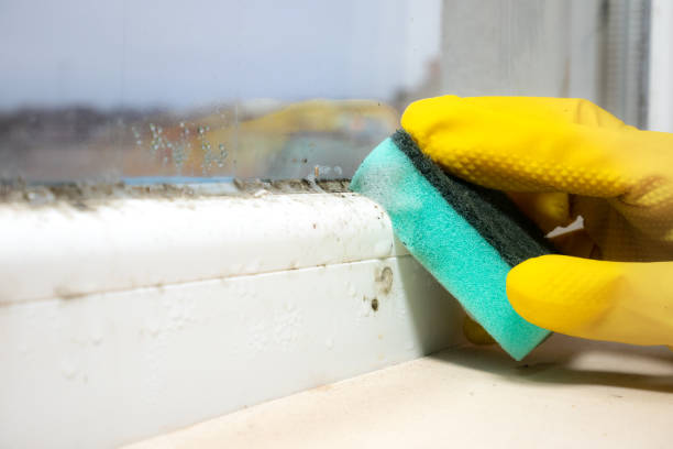 Best Residential Mold Removal  in New Hartford Center, CT