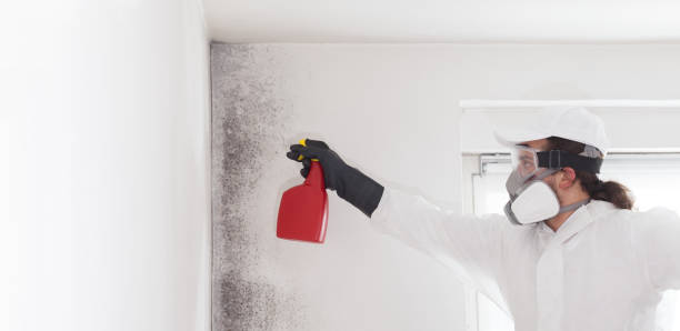 New Hartford Center, CT Mold Removal Company